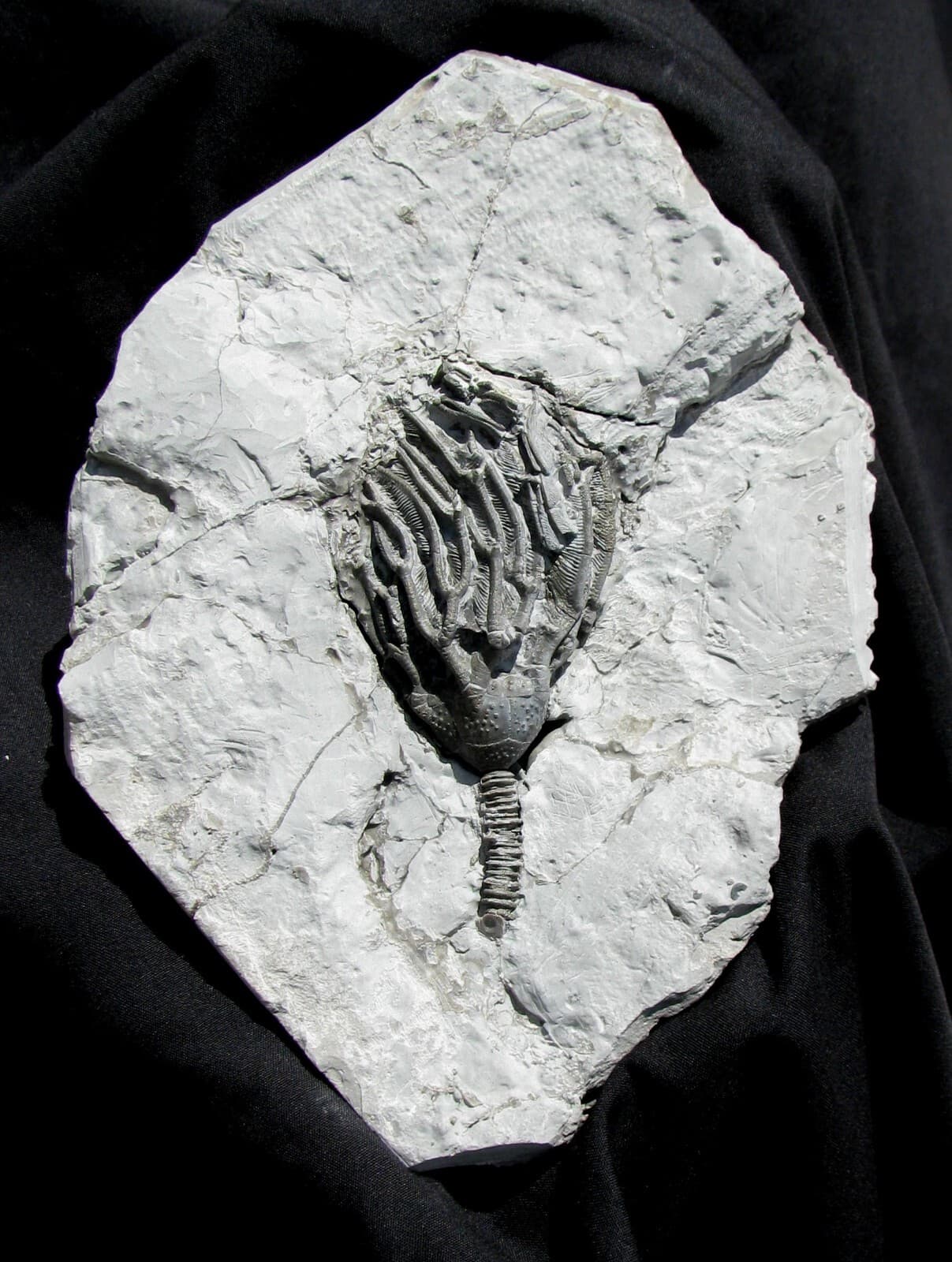 EXTINCTIONS- VERY COOL DEVONIAN PYRITIZED ARTHROACANTHA CRINOID FOSSIL - DETAIL! 2