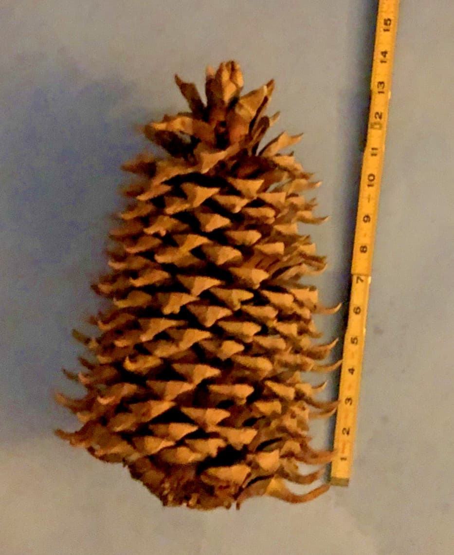 Giant California Widowmaker Coulter Pine Cone 14 inch 3.1 Pound Pinecone 2