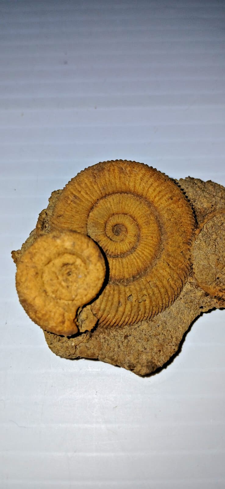 Nice Ammonite Fossil Cluster 3