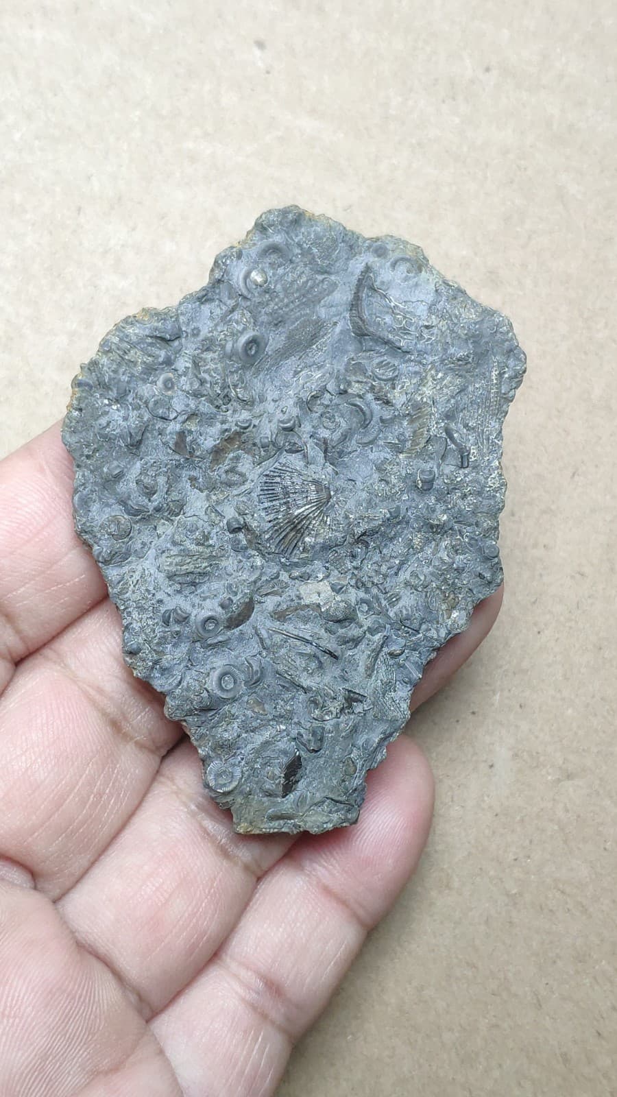 27g bryozoan Marine organisms Crinoid stem Shell specimen from Cambrian Period 4