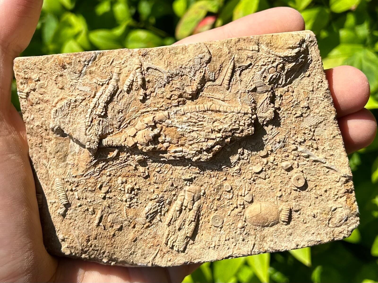 DOUBLE Fossil Crinoids in Matrix Phanocrinus & Aphelecrinus Alabama Bangor Fm 2