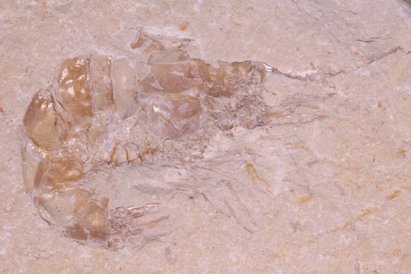 Fossil Nice Shrimp Unpainted & Partial Fish Cretaceous Lebanon COA 3800 2