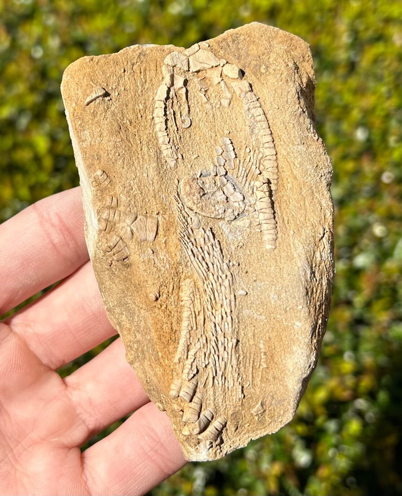 Alabama Fossil Crinoid in Matrix Aphelecrinus Bangor Limestone Fm Echinoderm 3