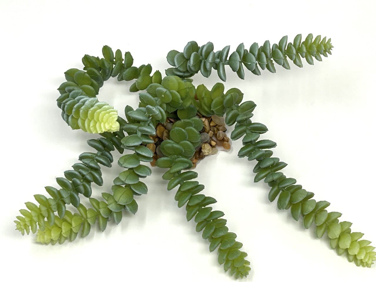 7" Gray-Green DONKEY Burro TAIL Sedum Succulent Aquarium or Dry Habitat soft pla 3