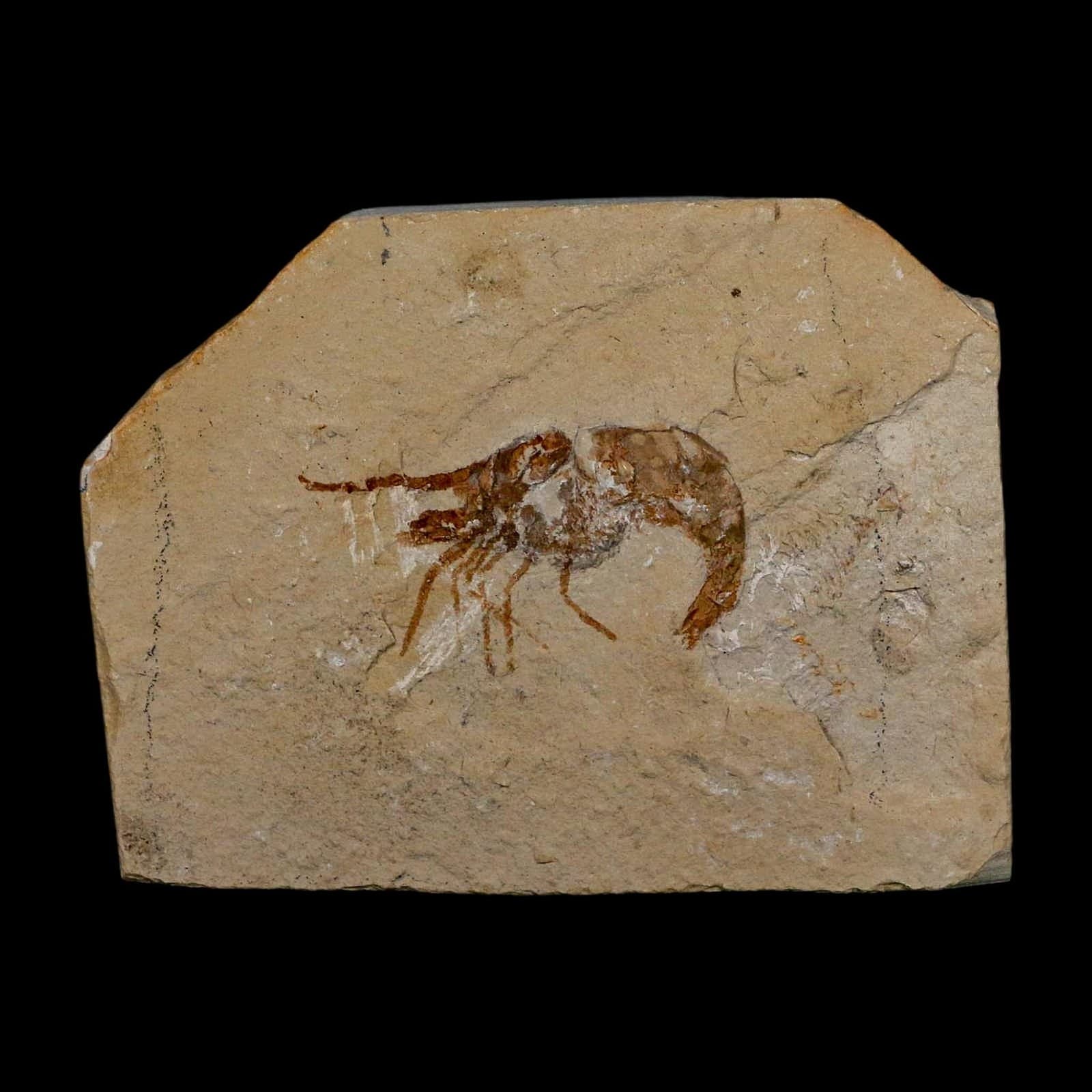 1.6" Fossil Shrimp Carpopenaeus Cretaceous Age 100 Mil Yrs Old Lebanon COA 2