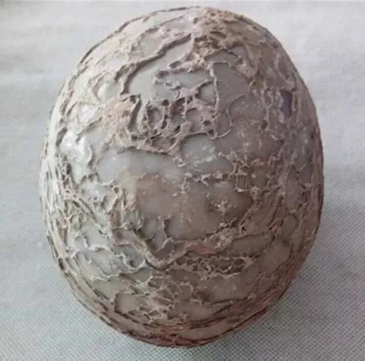 Segnosaur Dinosaur Egg Fossilized Crystallized Fossil Jurassic Cretaceous World 3