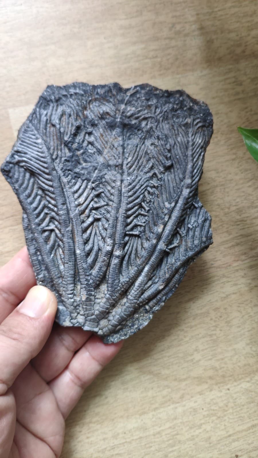 240g Triassic Natural crinoid specimen Geologic rock 3