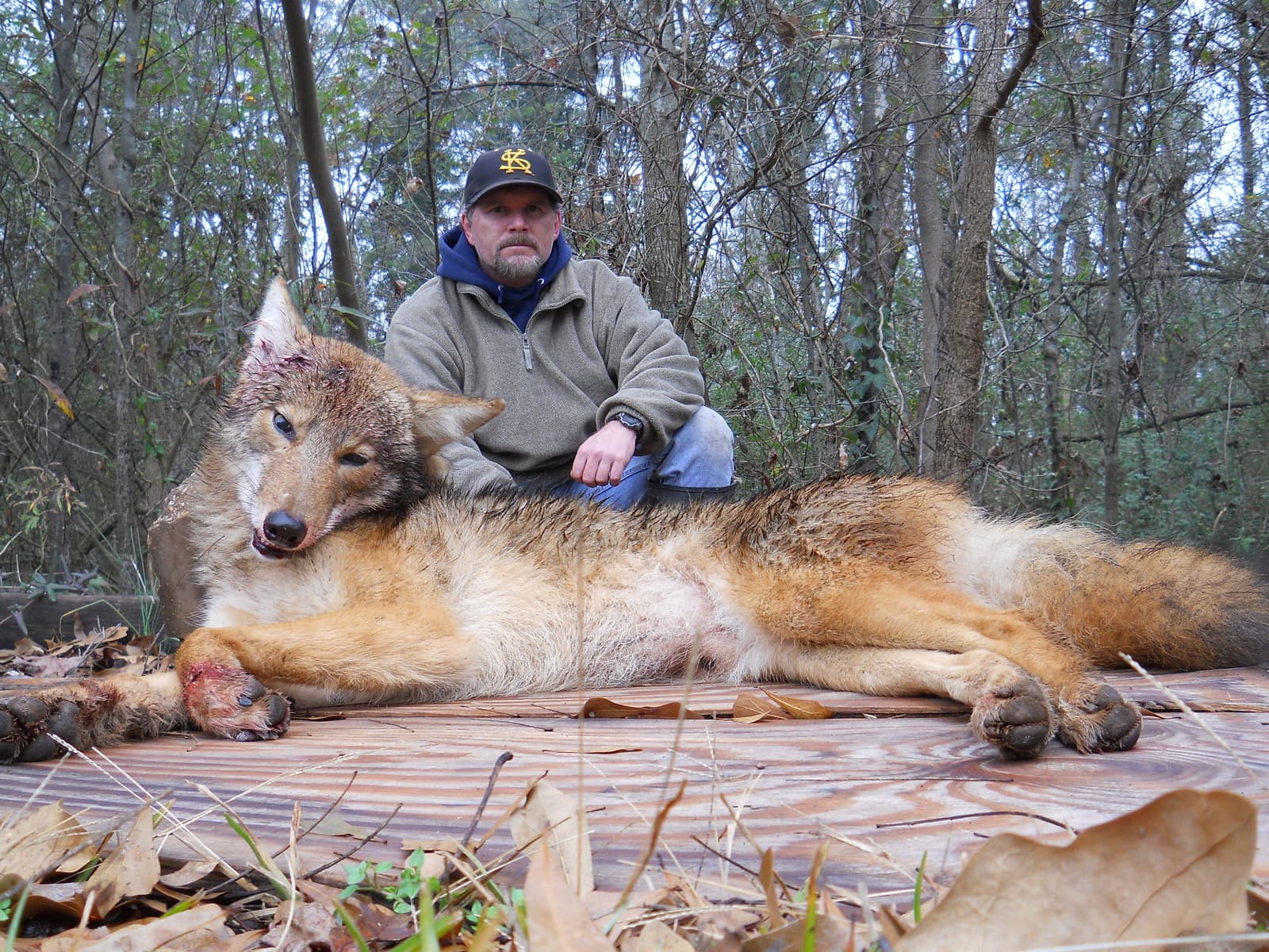 Coyote Urine For Hunting and Trapping Lure 4