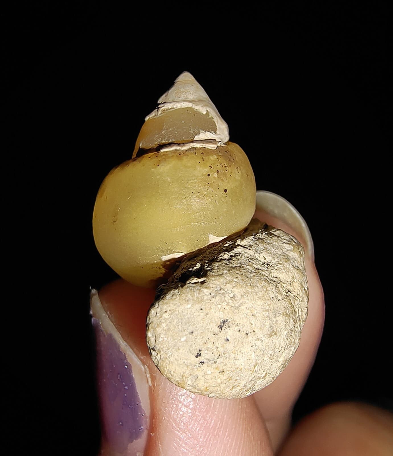 AMAZING AMMONITE! GASTROPOD SEASHELL FOSSIL VIVIPARIDAE FROM INDONESIA 20MM, 001 2