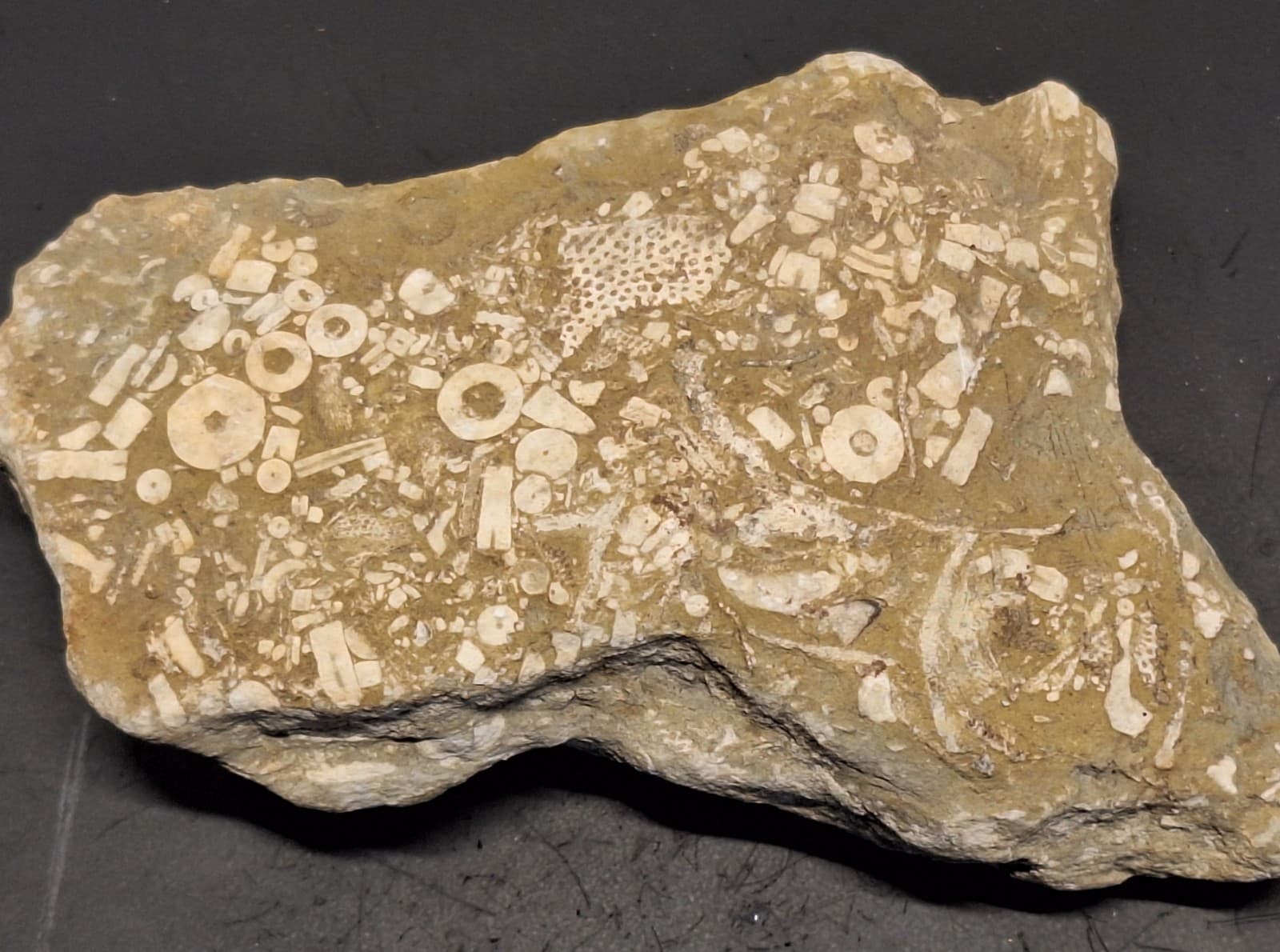 Fossil Hash Plate Brachiopod Coral Crinoid In Limestone Devonian Period Michigan 5