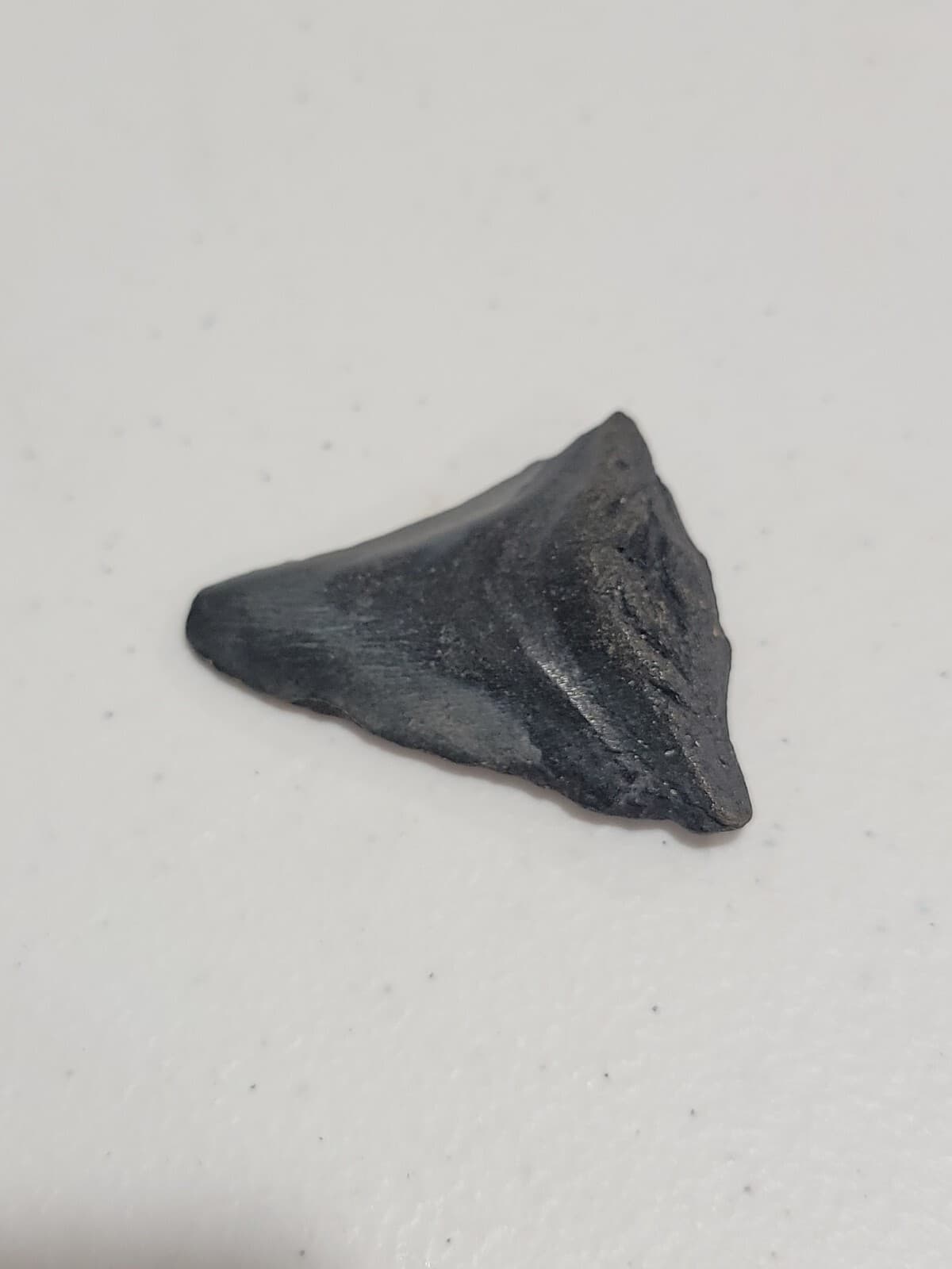 Megalodon Sharks  NO RESTORATIONS fossil sharks teeth tooth 4