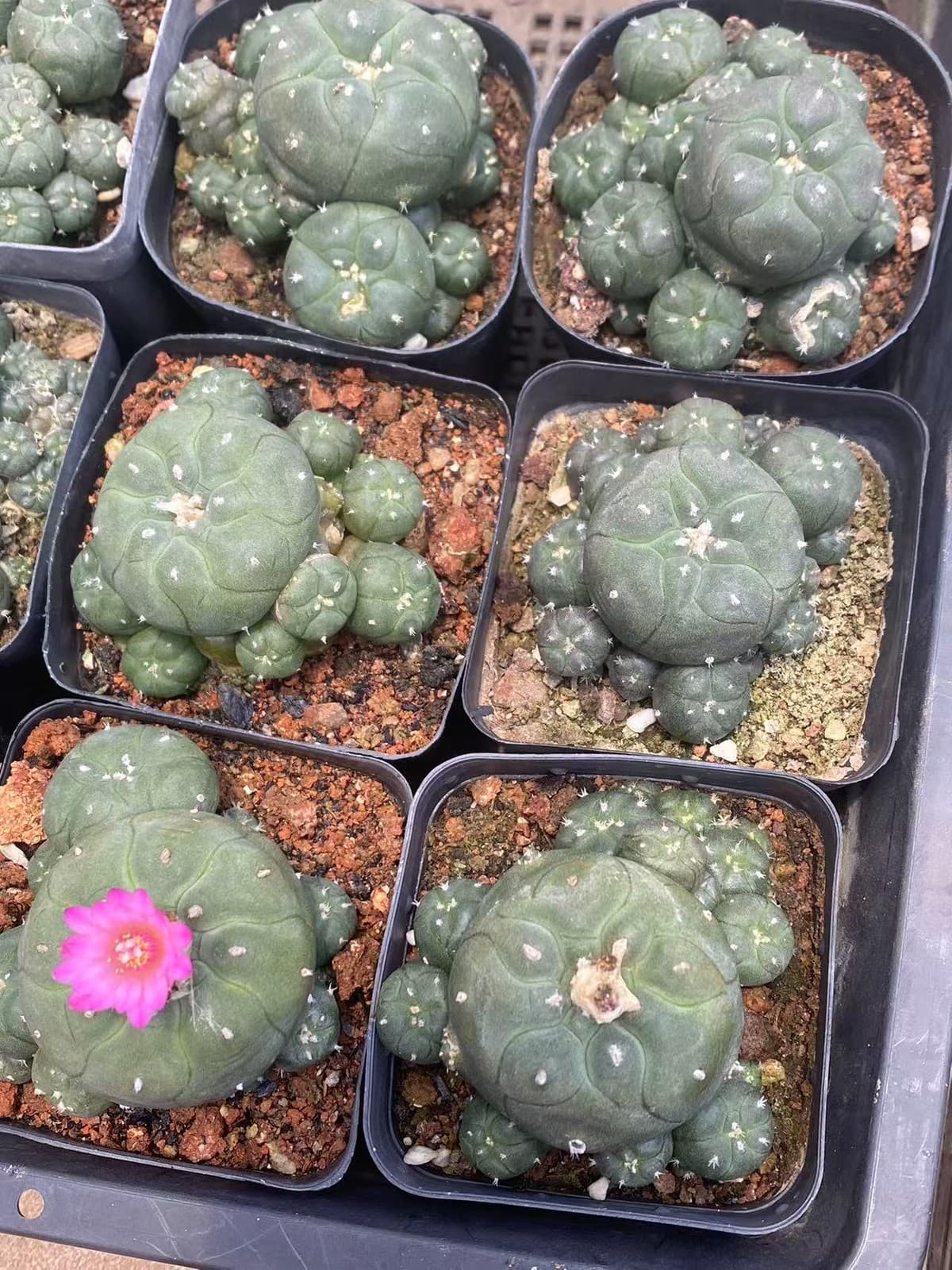 5-6cm Succulent Plant cactus home potted Garden beautiful Plants LW 2