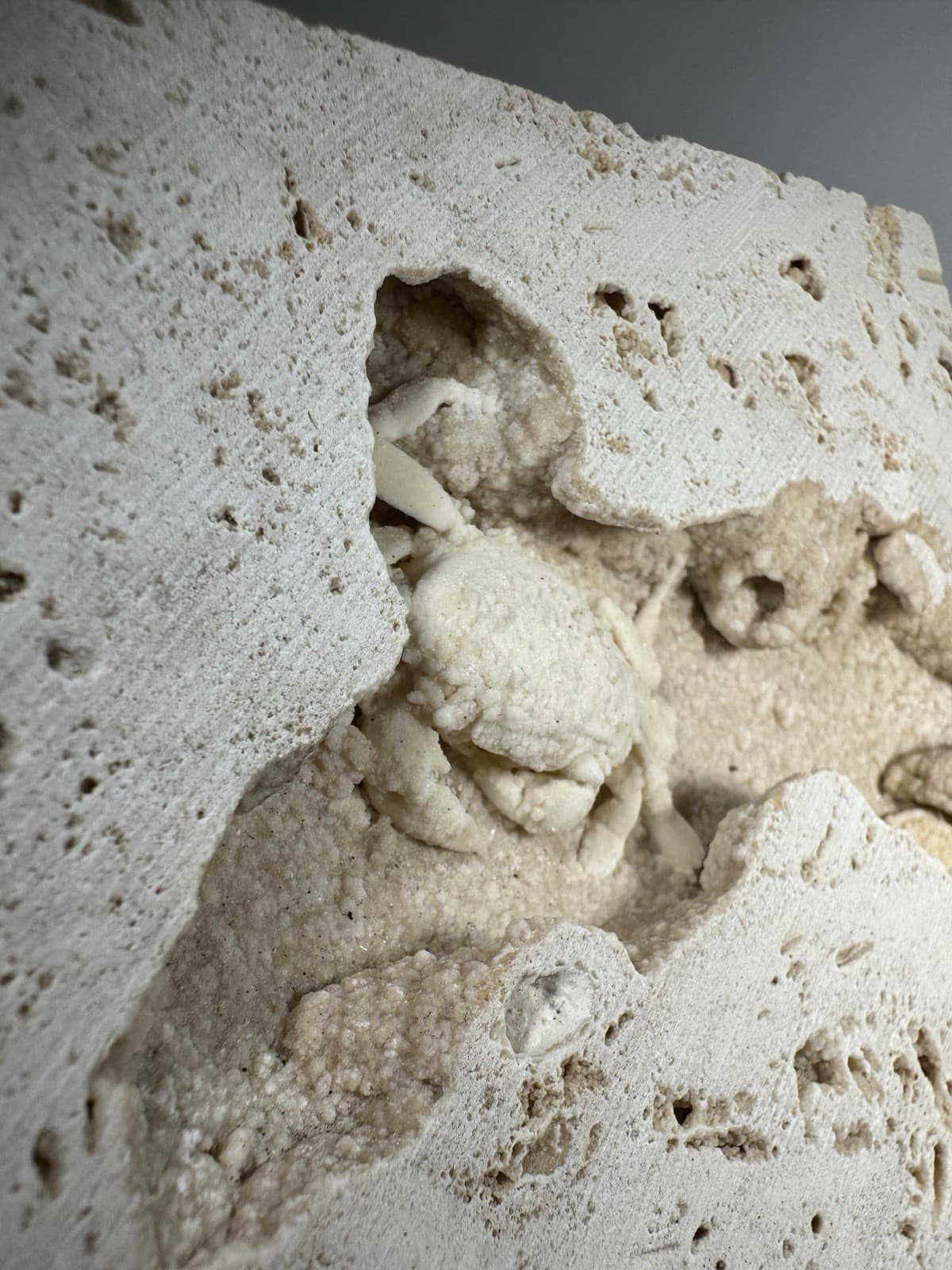 1.75 Inch Travertine Crab Fossil Turkey, Fossil Travertine Crab Potamon 5