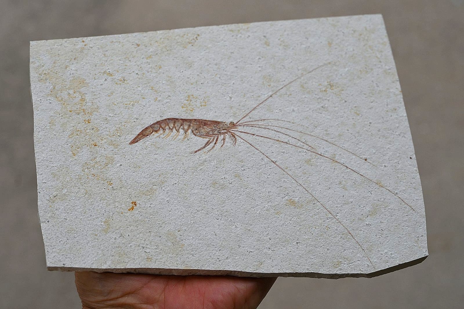 Solnhofen Fossil Shrimp- Antrimpos