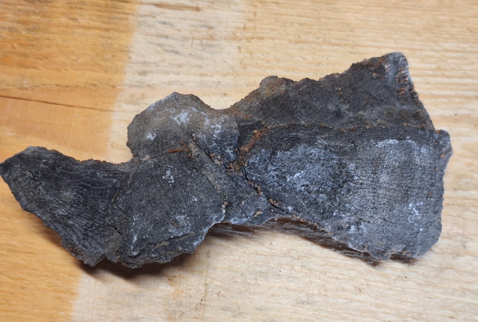 Fine Detail Fossil Favosite Coral In Limestone Devonian Period Michigan 4