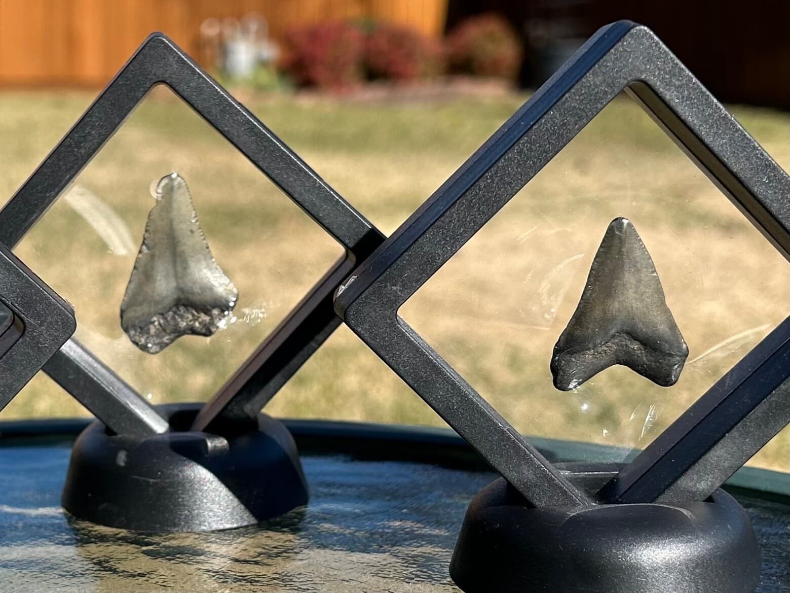 ONE Megalodon Shark Tooth Fossil in Floating Display Case South Carolina 5