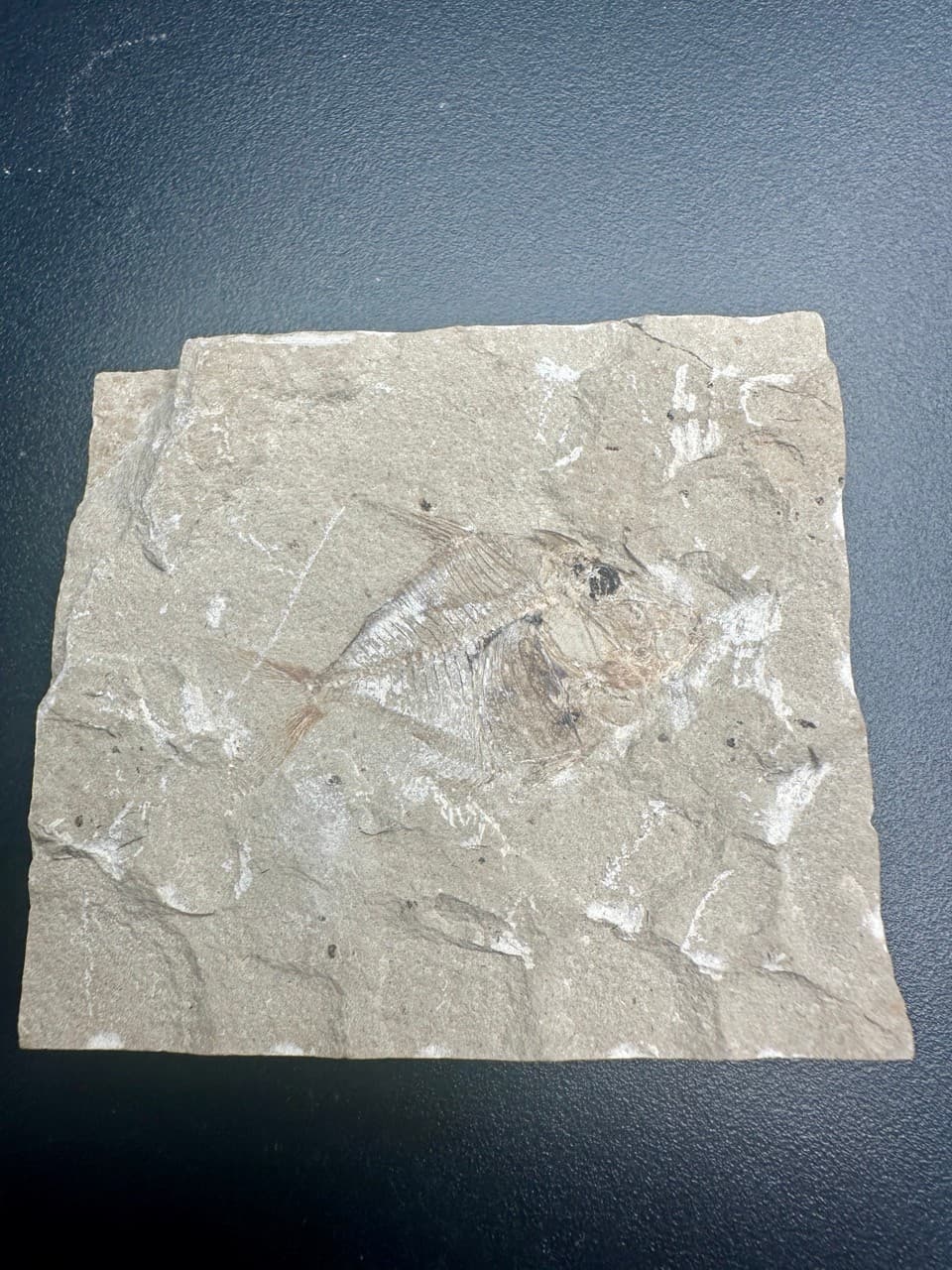 Pharmacichthys munismalis fossil fish - Late Cretaceous Haquel Lebanon - rare