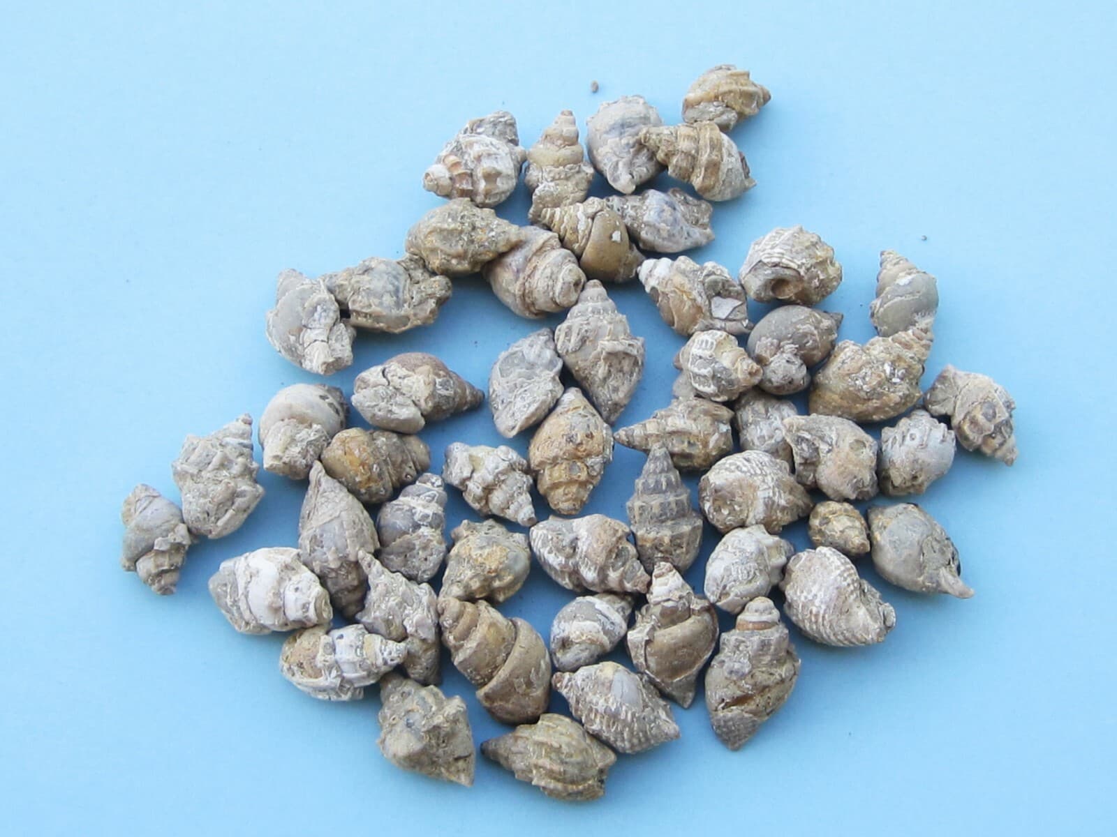 FIFTY GASTROPOD FOSSIL CRETACEOUS PERIOD WHOLESALE 3