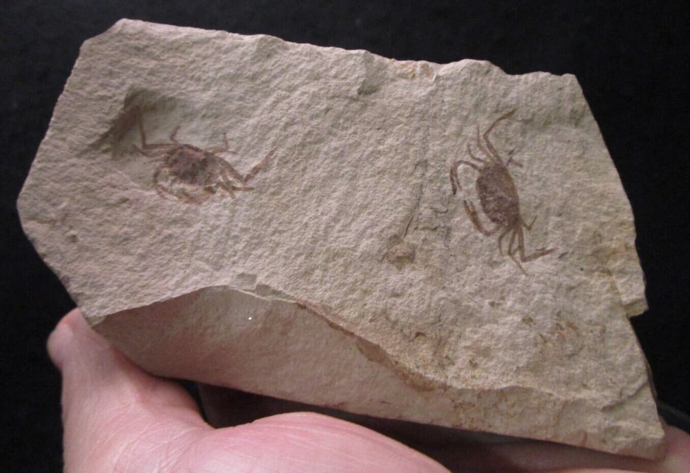 Two Miocene Fossil Pea Crabs Pinnixa Galliheri Monterey Fm San Luis Obispo CA 4