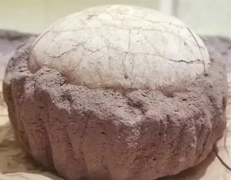 Segnosaur Dinosaur Egg Fossilized Crystallized Fossil Jurassic Cretaceous World 5