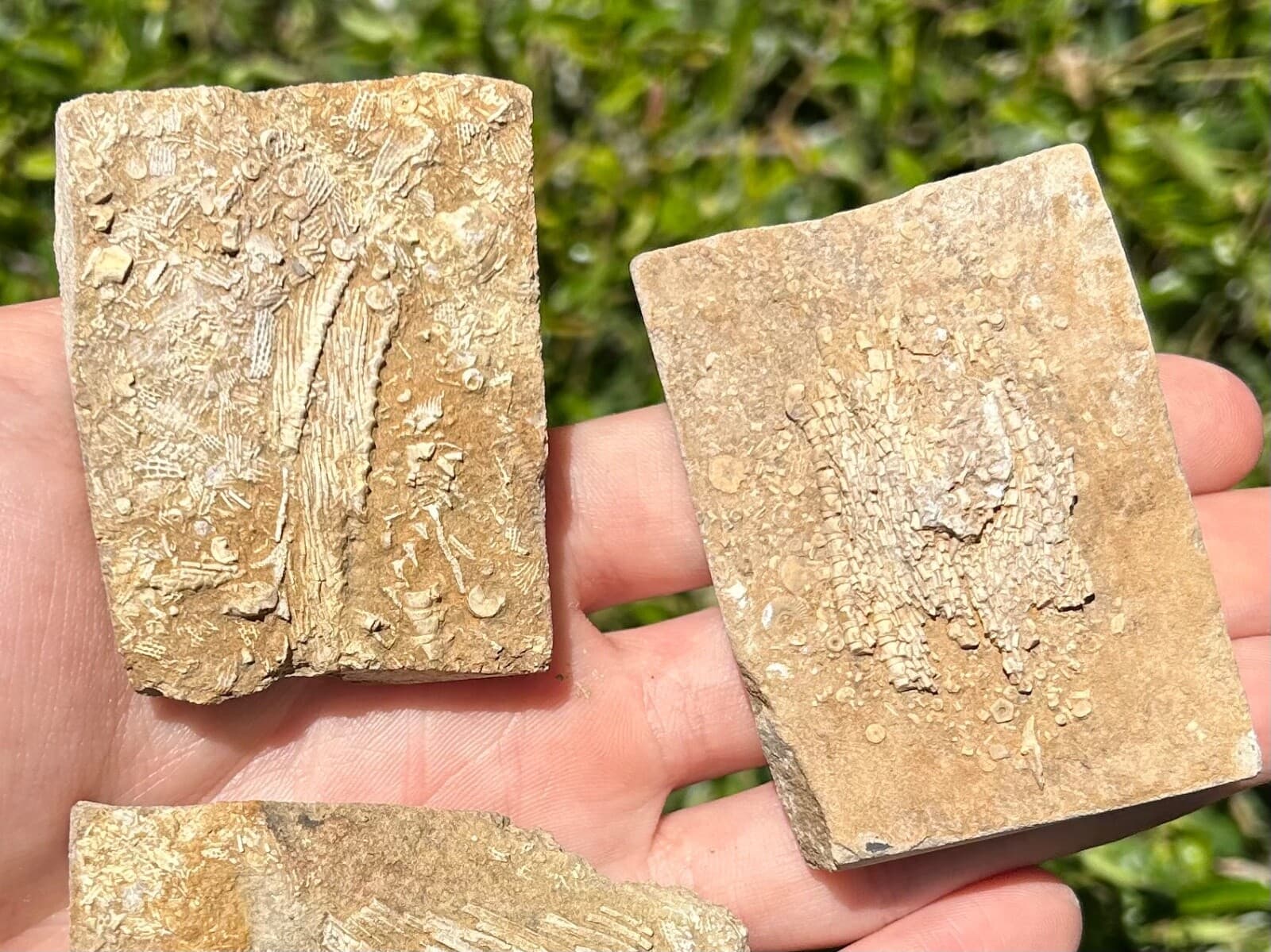 Crinoid Fossils in Matrix LOT OF 3 Alabama Bangor Limestone Formation 5