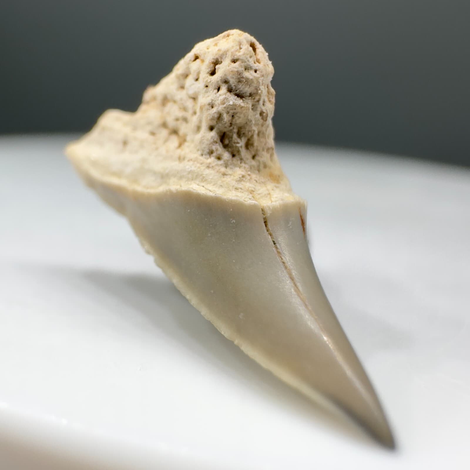 Rarely Offered 0.68" Fossil Paraisurus macrorhiza Tooth - Cretaceous, Russia 4