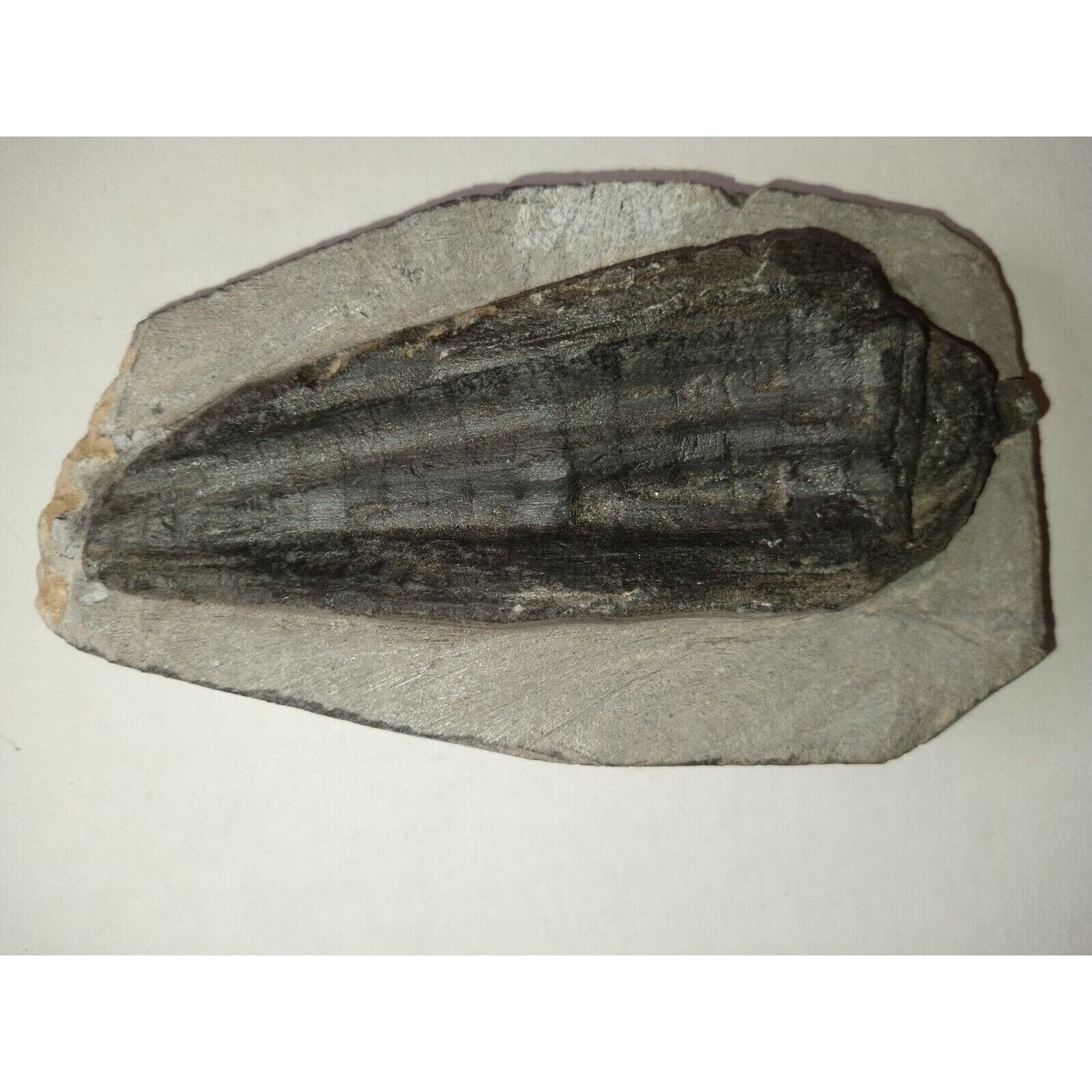 EXTINCTION- Cupressocrinus CRINOID FOSSIL  - TOP QUALITY!