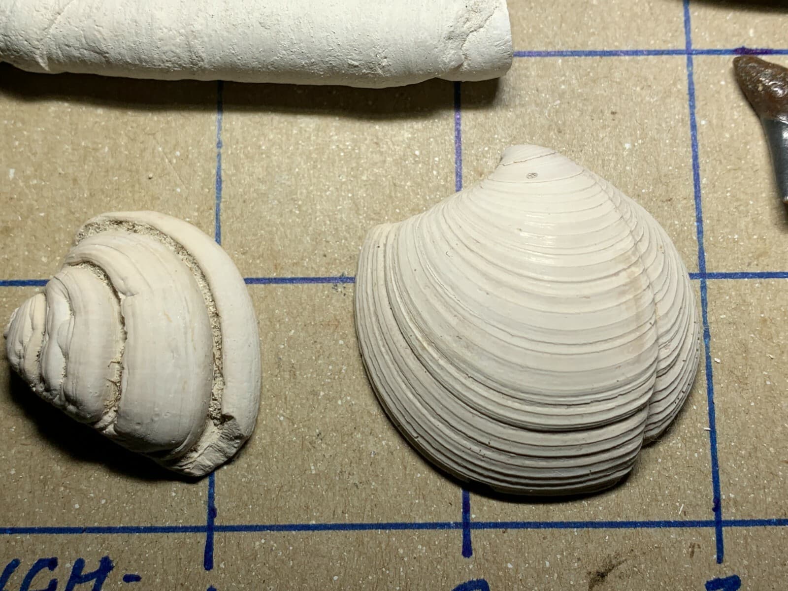 ☆Fossil Specimen 10 Pack - Berkeley Quarry S.C. - Barnacle-Dentalium-Teeth ☆301 3