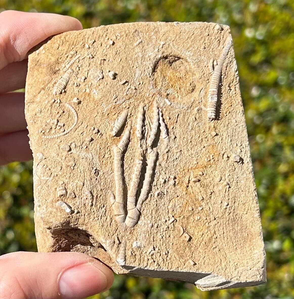 NICE Fossil Crinoid in Matrix Aphelecrinus randolphensis Alabama Bangor Fm 