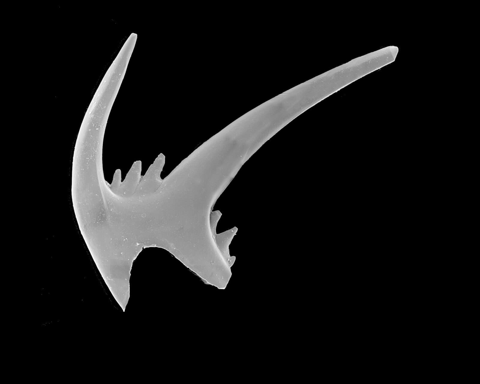 Ordovician Waynesville Fm Conodont fossil jaw element Periodon grandis 1/bid