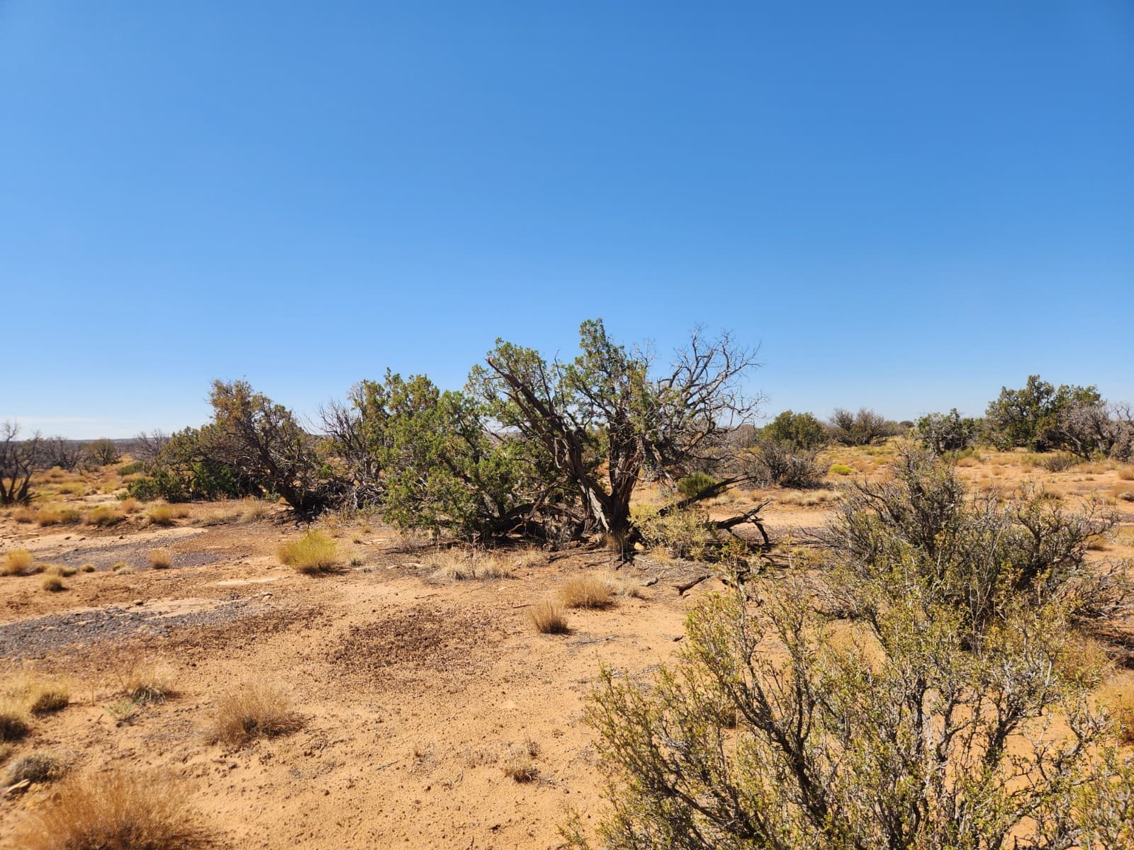 36 Acres Chevelon Canyon Ranch, Heber, AZ. Road Access, Well Water, Trees, Views 4