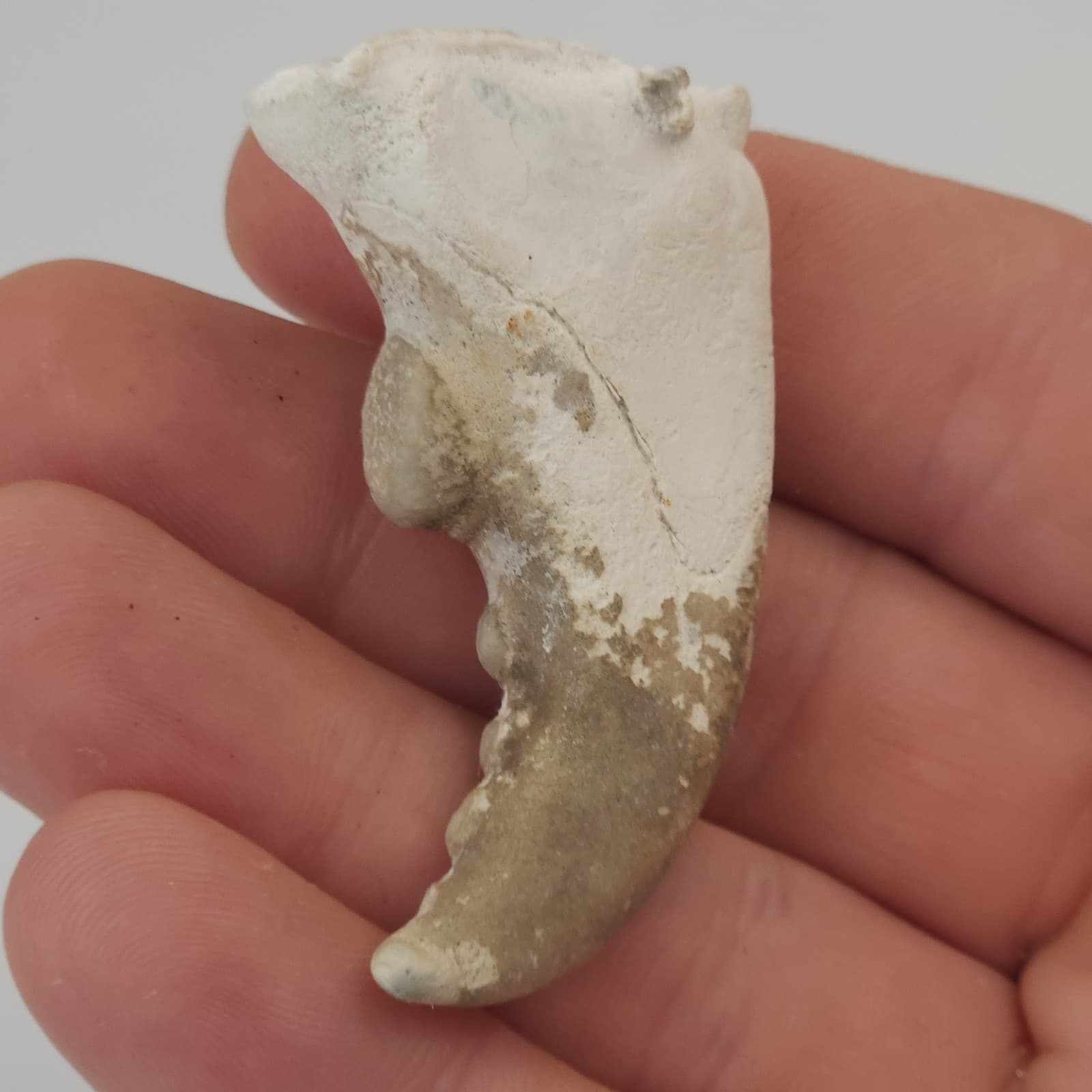 Crab Claw Fossil - Florida  3