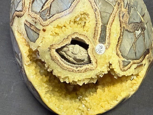RARE  SEPTARIAN FREE FORM W/ FOSSIL CRAB  ,A++  QUALITY: & FL/PHOSPHORESCENT! 5