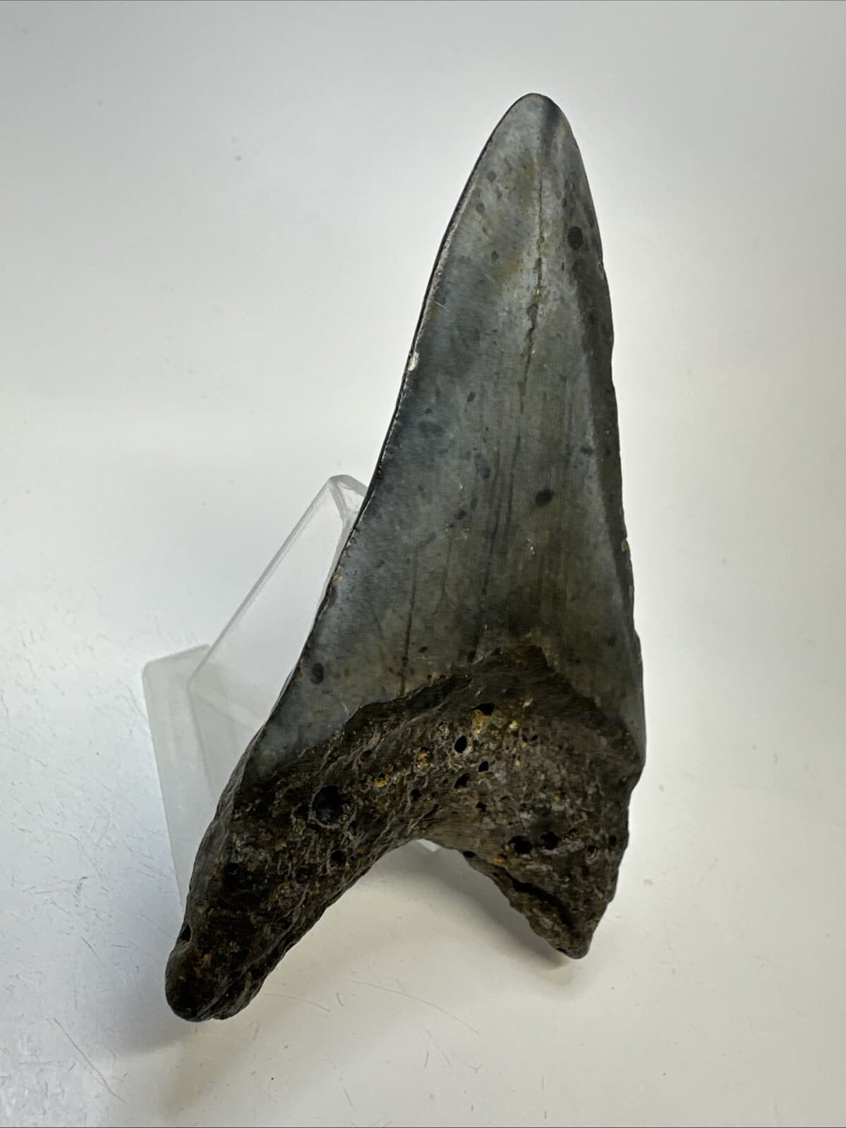 Megalodon Shark Tooth 4.52 inch - Lower Jaw - Authentic Fossil - Carolina 19007 6