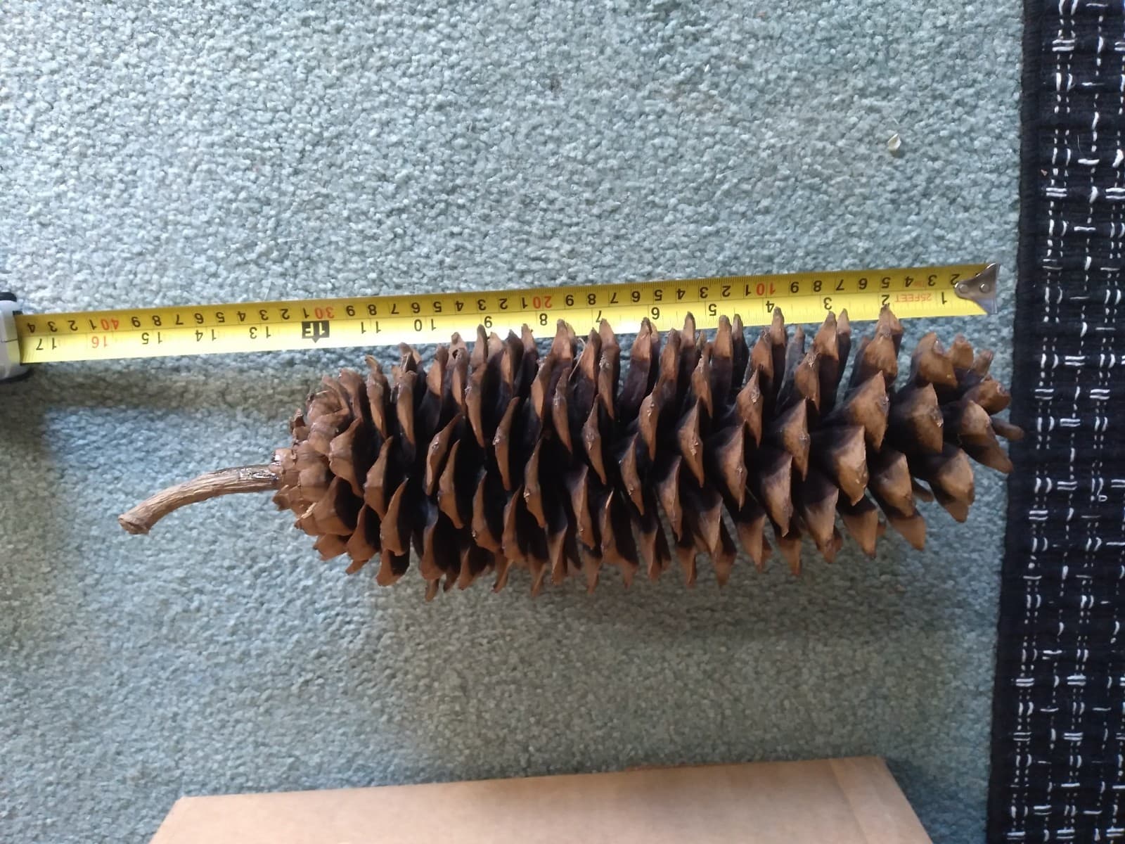 Four Extra Large Pine Cones, 13-17" w/stems 2