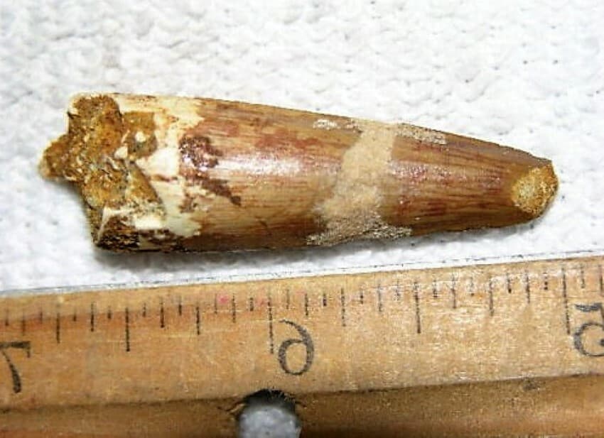 2 INCH LONG SPINOSAURUS TOOTH DINOSAUR REAL FOSSIL SPINOSAUR JURASSIC WORLD NICE 5