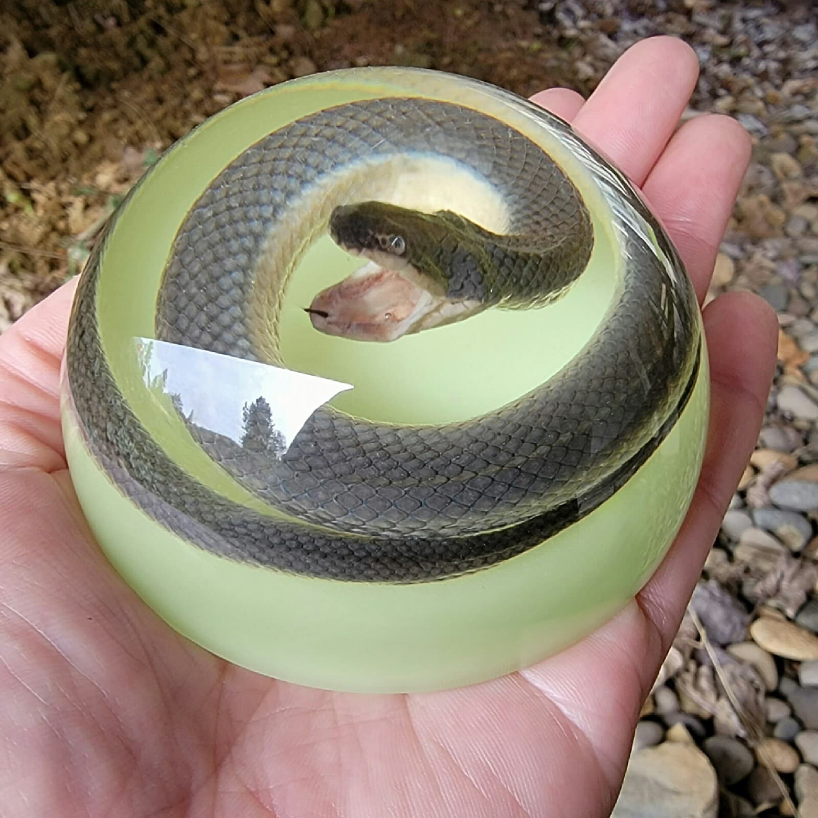 Real snake in resin, glow in the dark, oddities curiosities, Enhydris Plumbea 2