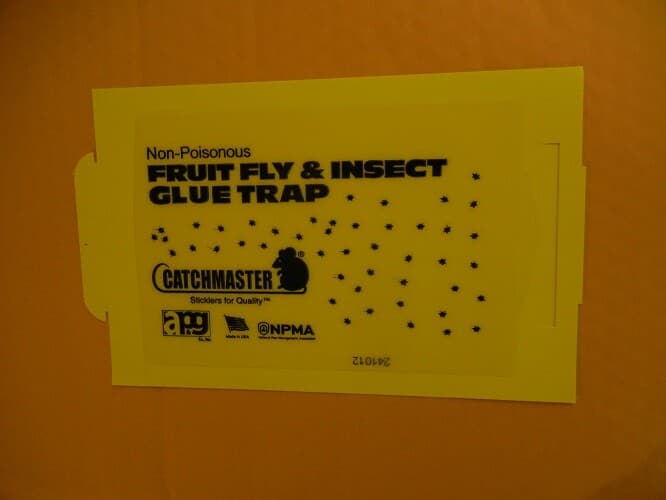 12 Catchmaster Fruit Fly Insect Glue Traps  2