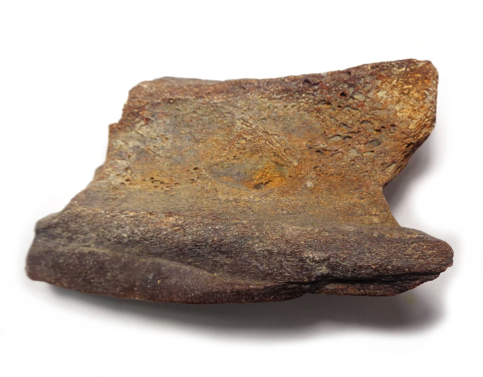 NEWEST! Excellent Dino bone, Late Cretaceous, Turonian, 90 ma, Uzbekistan #7 2