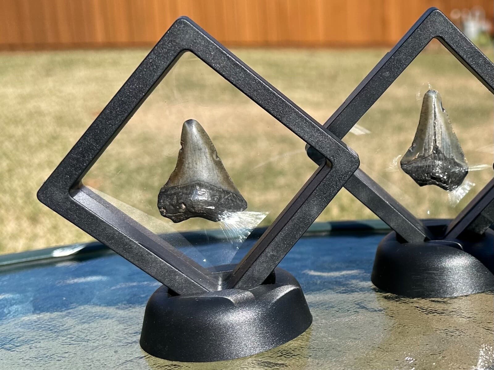 ONE Megalodon Shark Tooth Fossil in Floating Display Case South Carolina 3