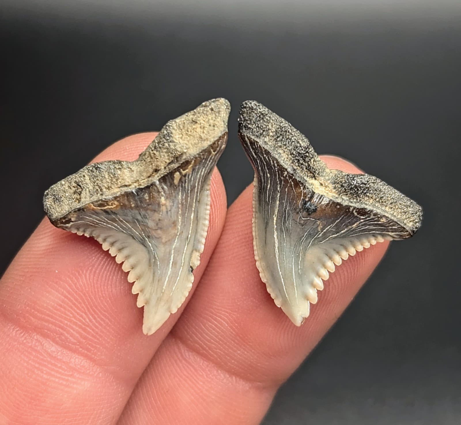 Stunning Pair Of Snaggletooth Shark Teeth From Maryland