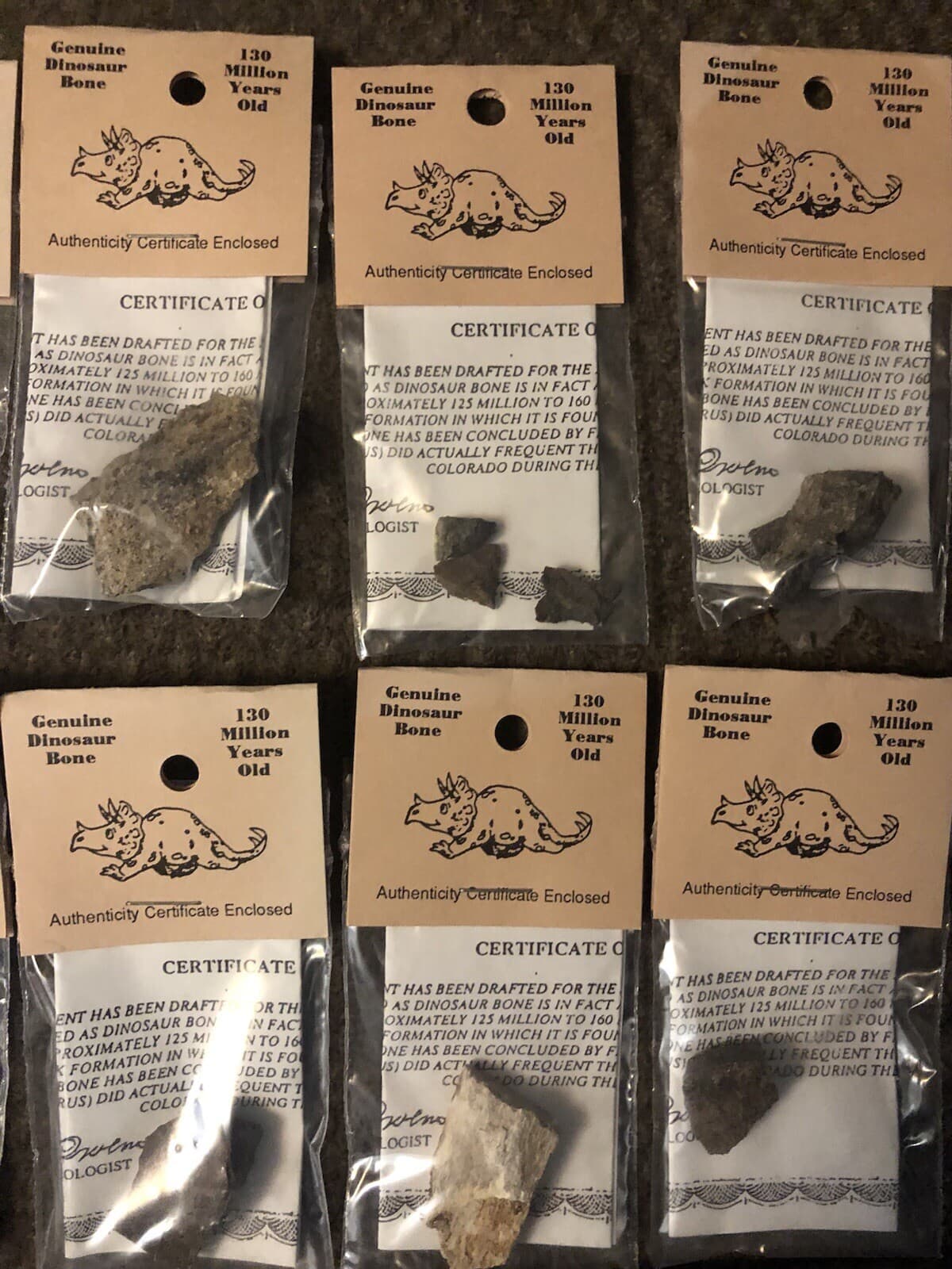 GENUINE DINOSAUR BONE SPECIMEN AUTHENTICITY CERTIFIED Collectors Fossil 2