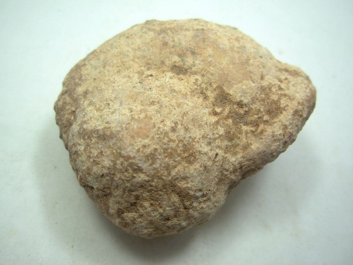 LAOS NATURAL FOSSIL SHELL IN THE CAVE [6]