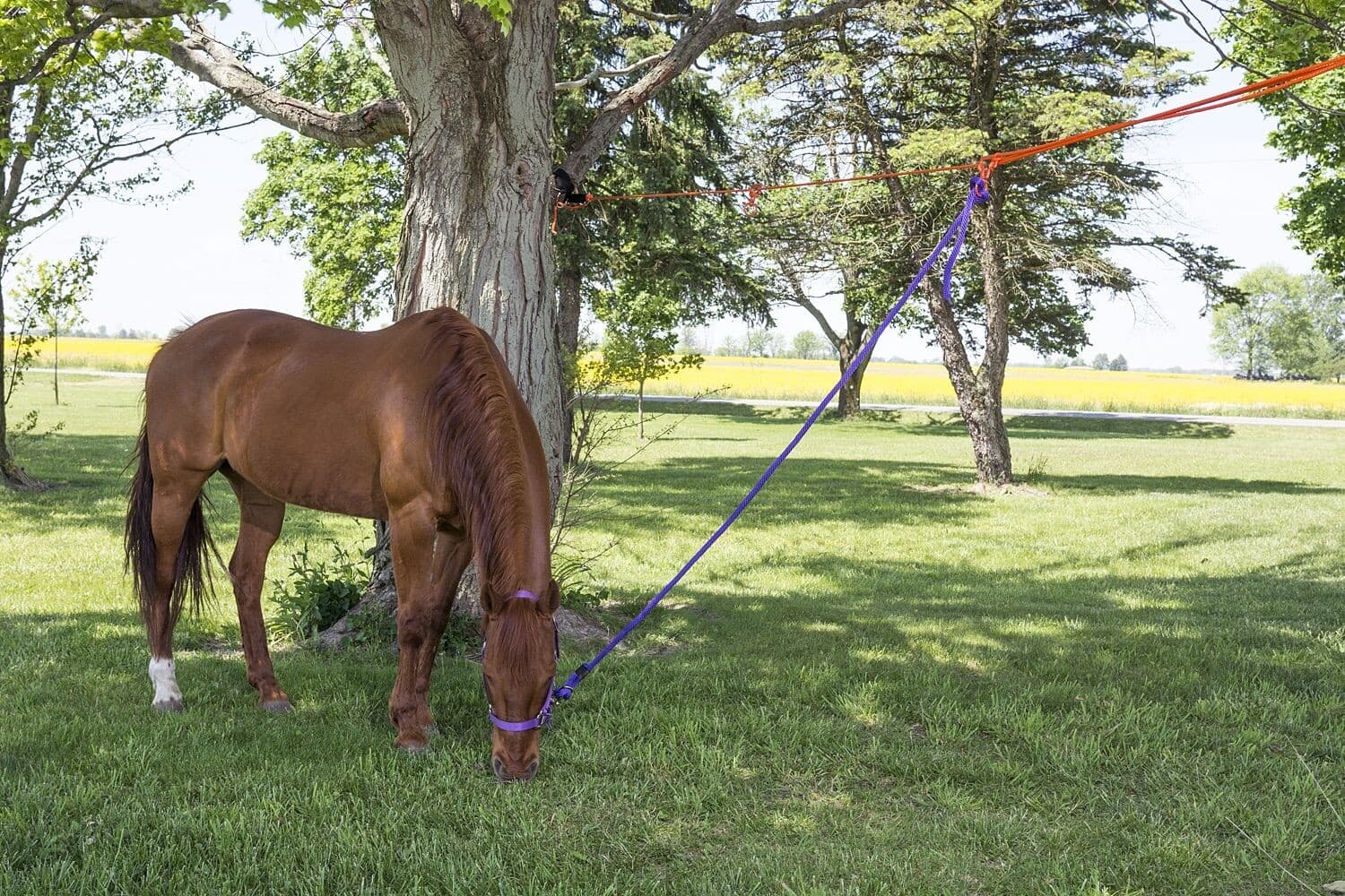 2 Horse No-Knot Picket Line Kit 3