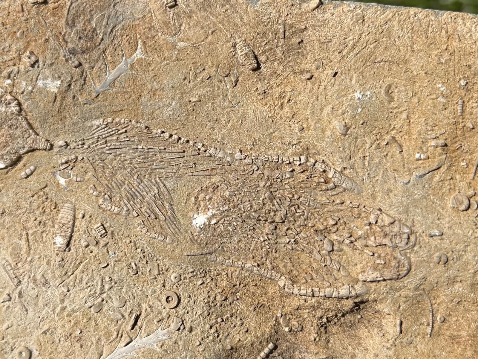 DOUBLE Fossil Crinoids in Matrix Aphelecrinus Alabama Bangor Formation 4