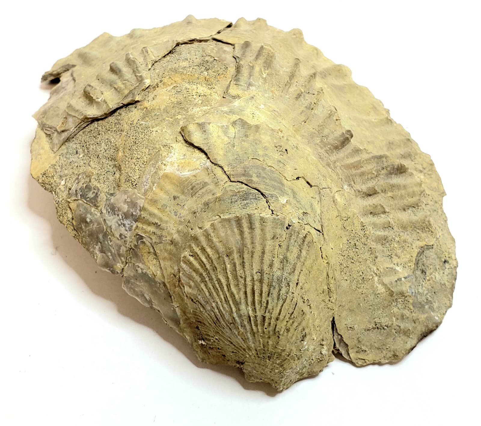 Large Fossilized Shell 5" 2