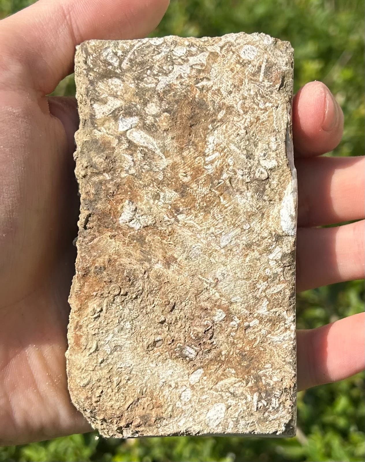 Fossil Crinoid in Matrix Aphelecrinus bayense Rare Alabama Mississippian Age 6