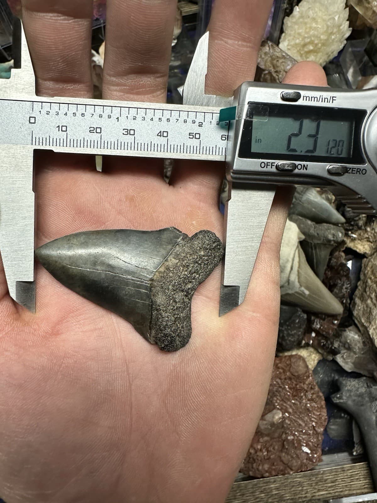 2.3” CARCHARODON MAKO TOOTH HASTALIS MEGALODON ERA South Carolina WHITE SHARK 3