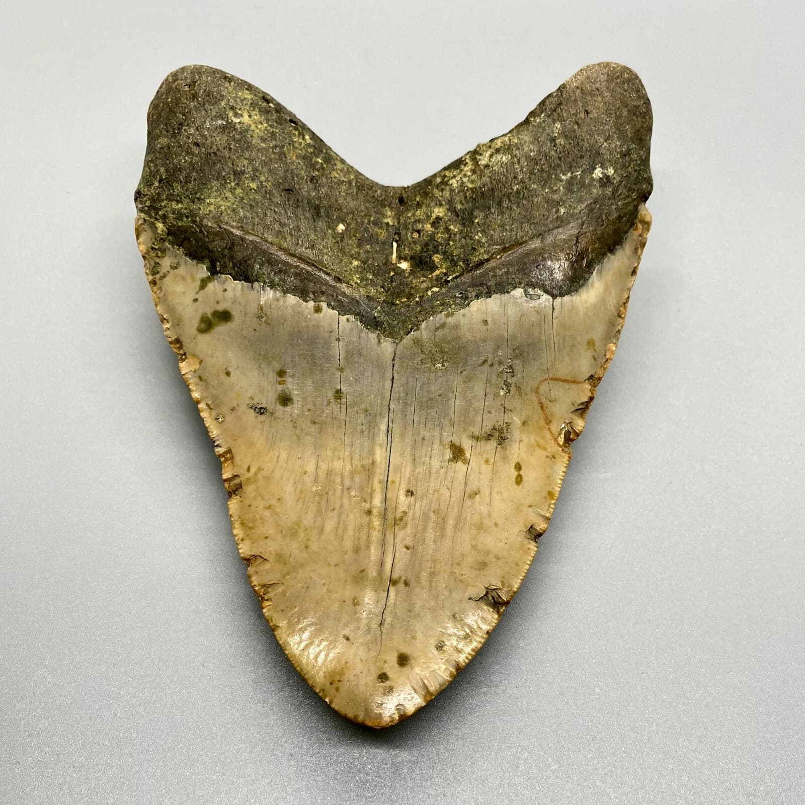 Large and Heavy 5.42" Fossil MEGALODON Shark Tooth - NC, USA 4