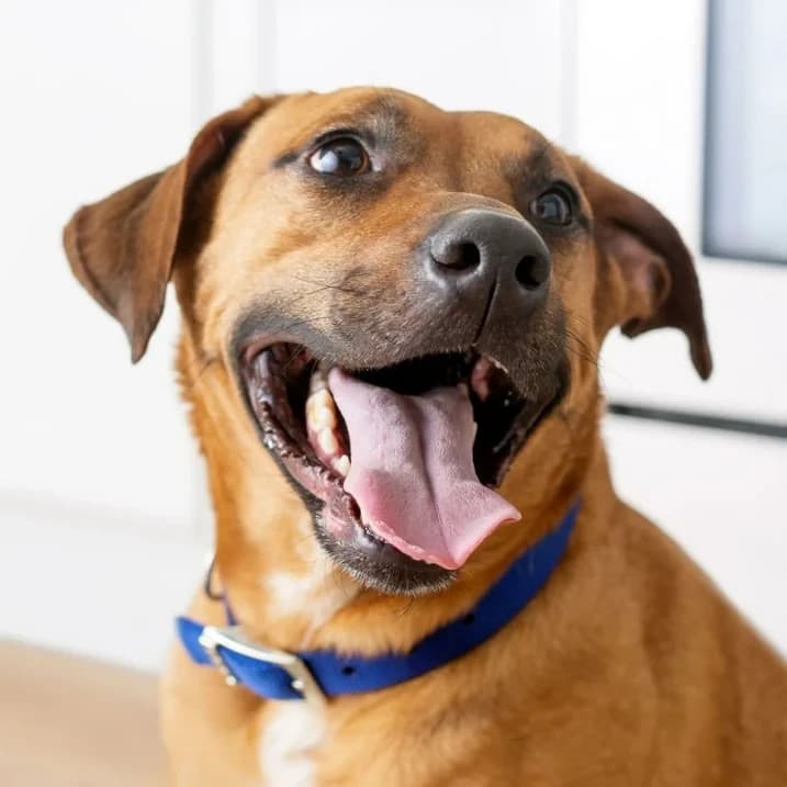 Kibbles 'n Bits Original Savory Beef & Chicken Flavors Dry Dog Food, 45 lb. Bag 4